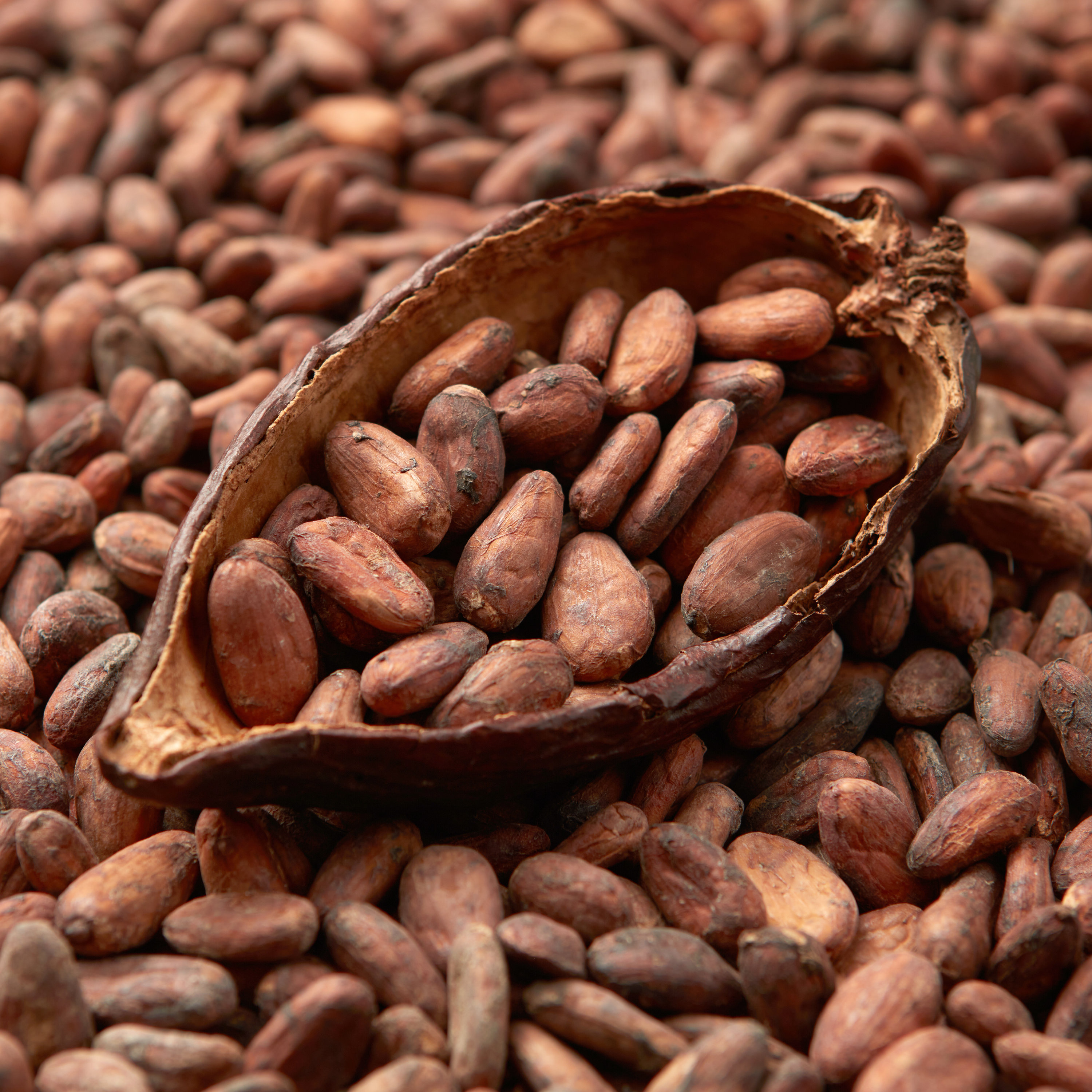 Cocoa Full