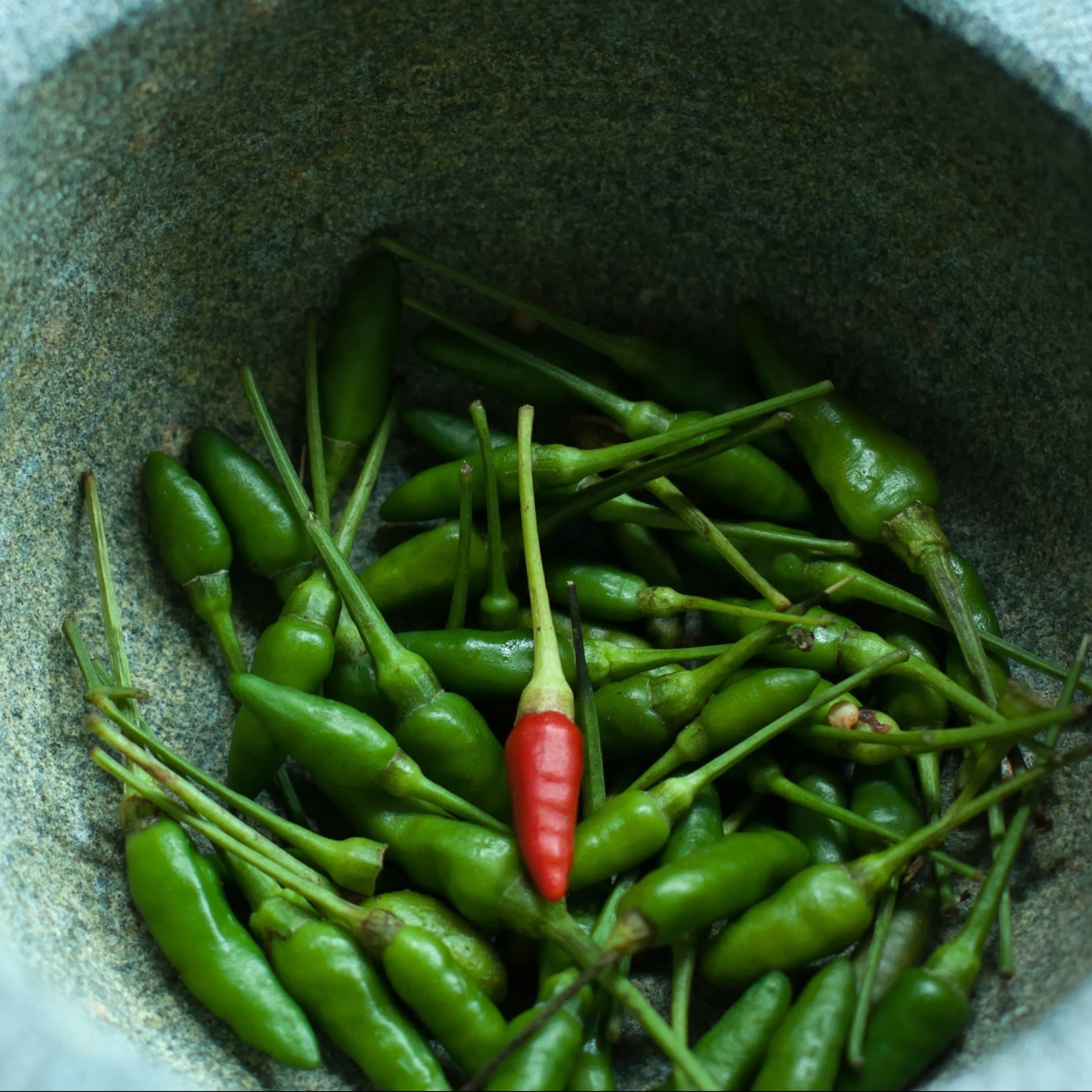 Bird's Eye Chilli (Kanthari Chilli)
